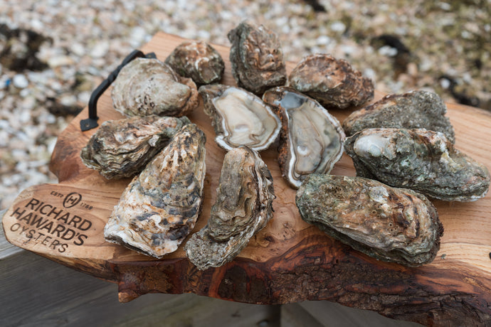 12 large shucked oysters