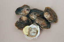 Load image into Gallery viewer, 6 small native oysters. Sold by Richard Haward's Oysters