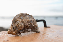 Load image into Gallery viewer, Medium oyster.