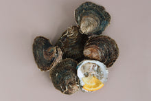 Load image into Gallery viewer, Mersea native oysters. Oysters on a pink background with one oyster open to reveal its interior.