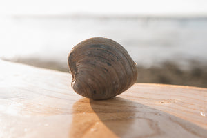 Small clam. Small cherrystone clam