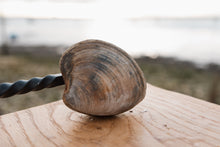 Load image into Gallery viewer, Large clam. Large cherrystone clam. 