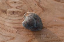 Load image into Gallery viewer, Cherrystone clam. Mersea seafood 