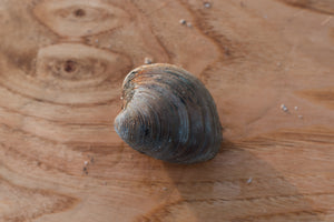Cherrystone clam. Mersea seafood 