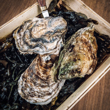 Load image into Gallery viewer, Buy UK oysters online from Richard Haward's Oysters