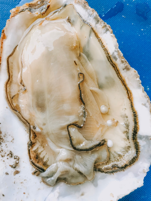 Oysters and Pearls: Nature's Hidden Treasures