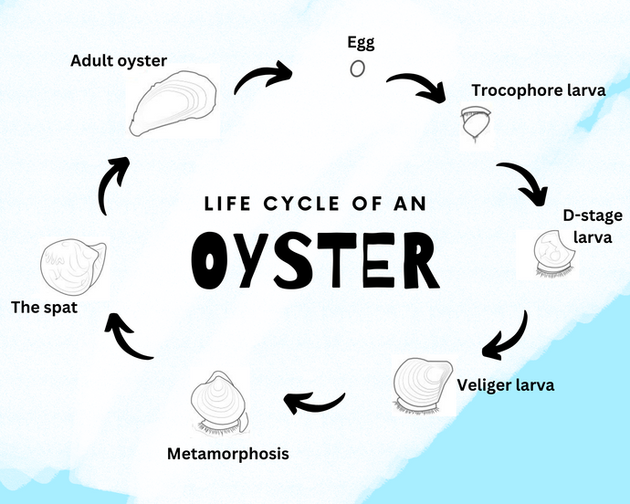The Life Cycle of an Oyster