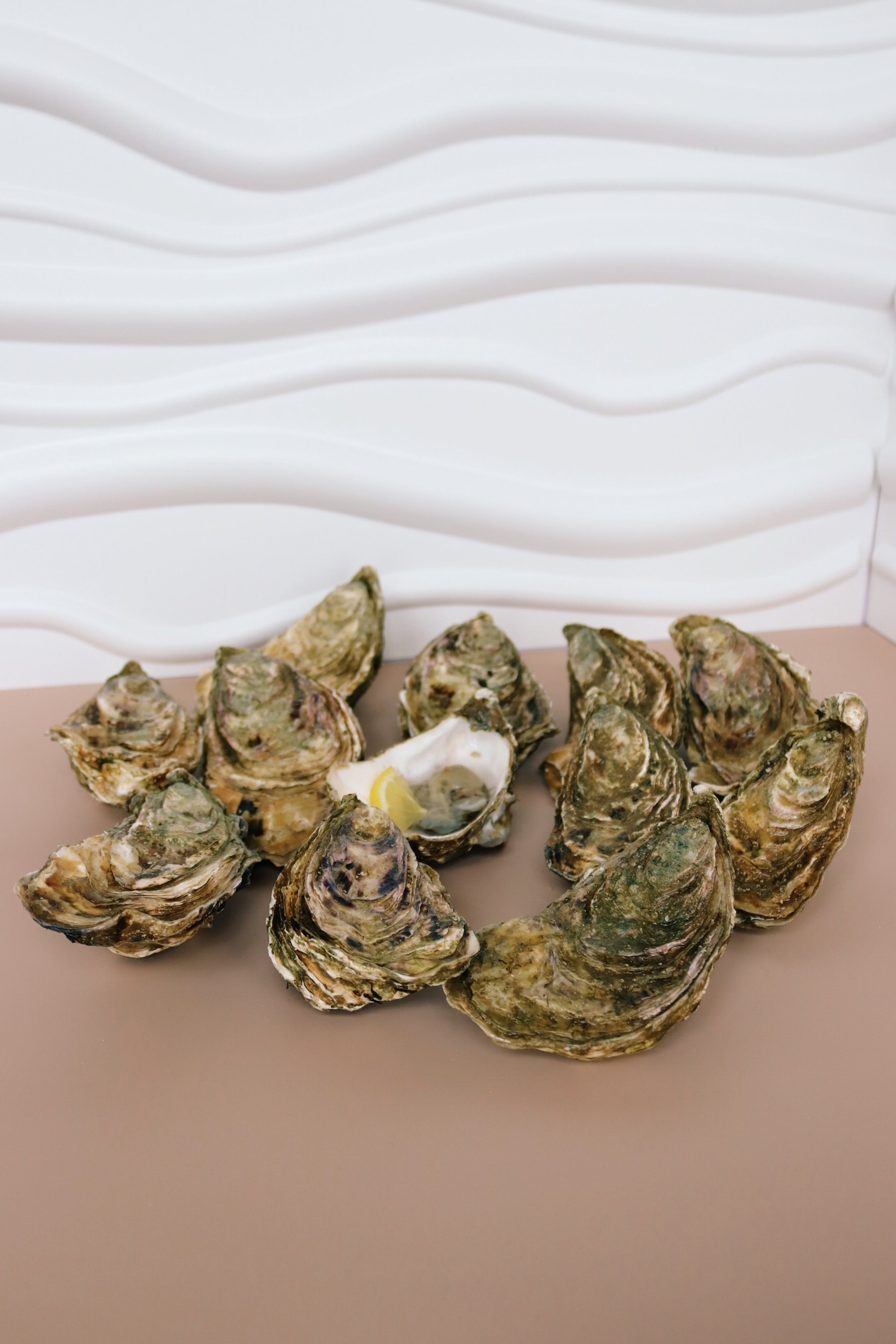 12 jersey rock oysters, 1 shucked jersey oyster 