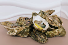 Load image into Gallery viewer, 12 Jersey rock oystes. 