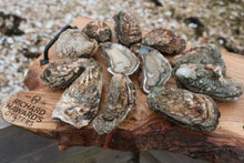Load image into Gallery viewer, 12 large shucked oysters