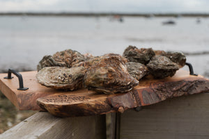 12 large rock oysters. Mersea Island. 