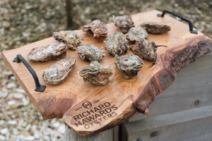 Medium rock oysters from Mersea