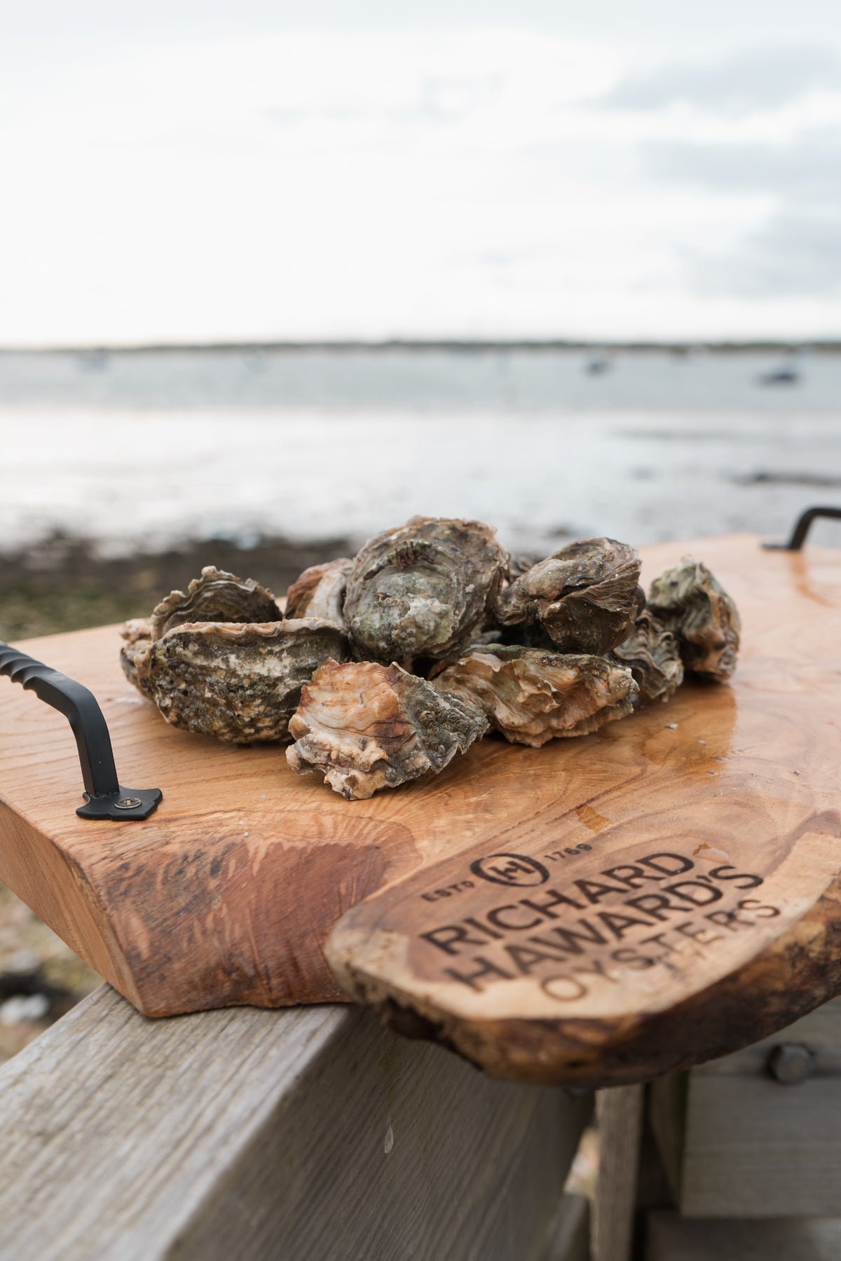 12 small oysters. Rock oysters. Essex. Mersea Island. 