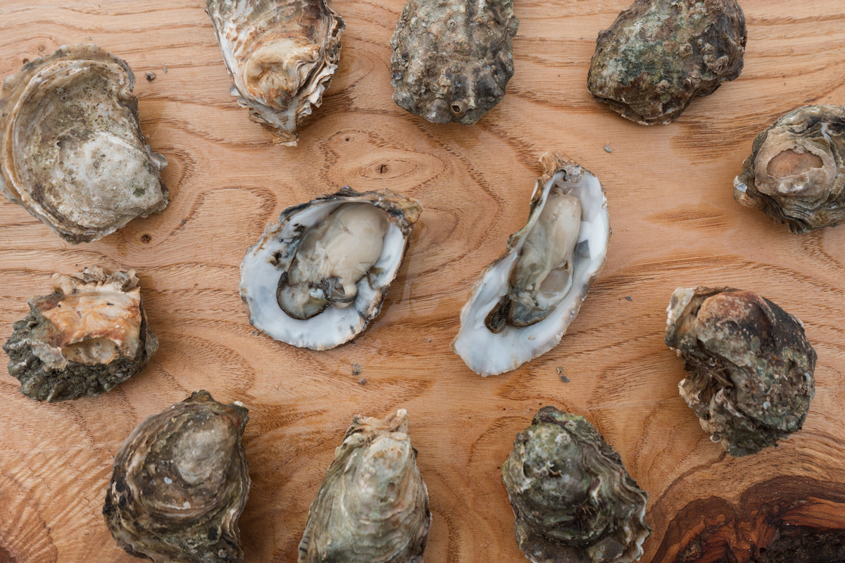 Dozen rock oysters. Small oysters. 