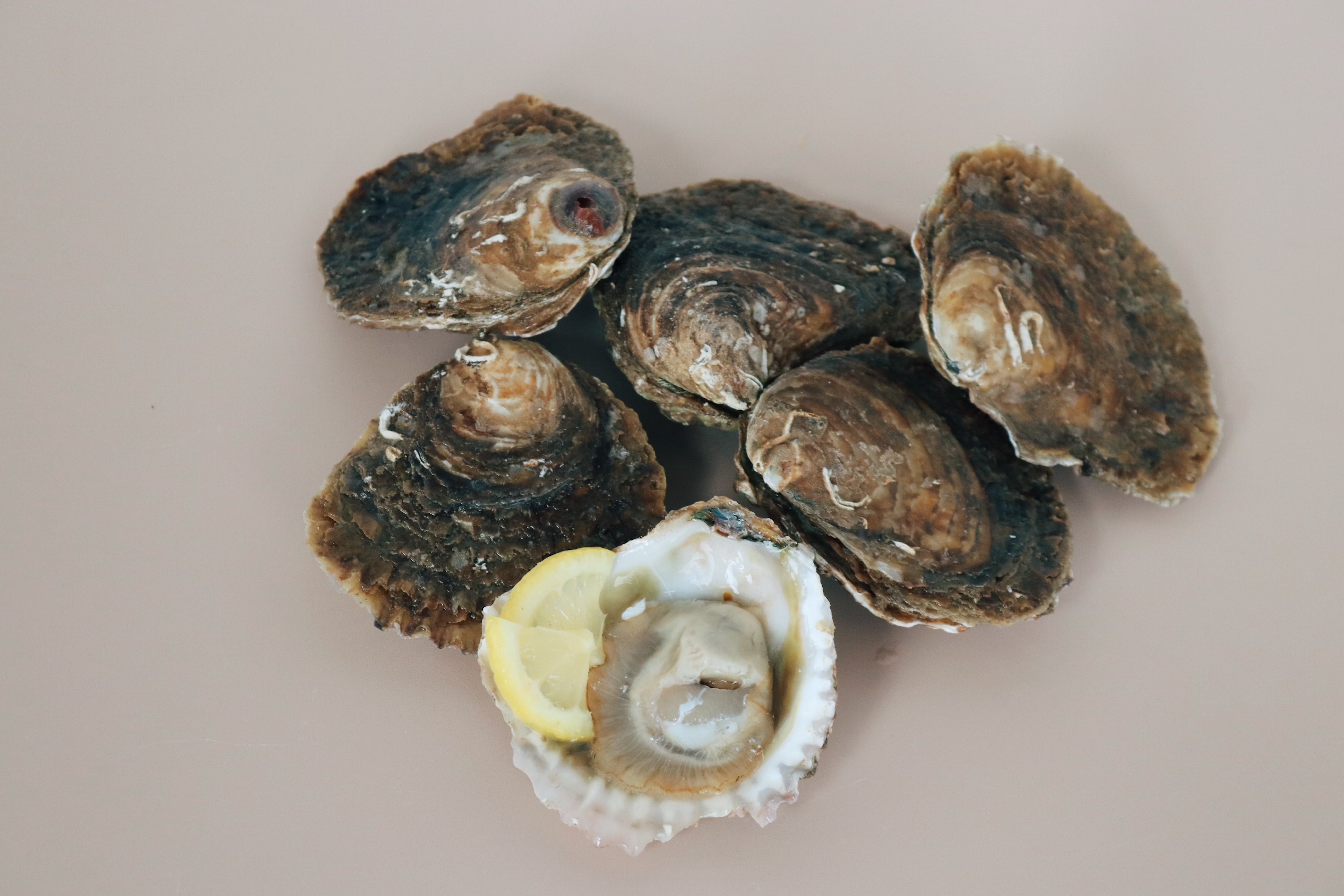6 small native oysters. Sold by Richard Haward's Oysters 