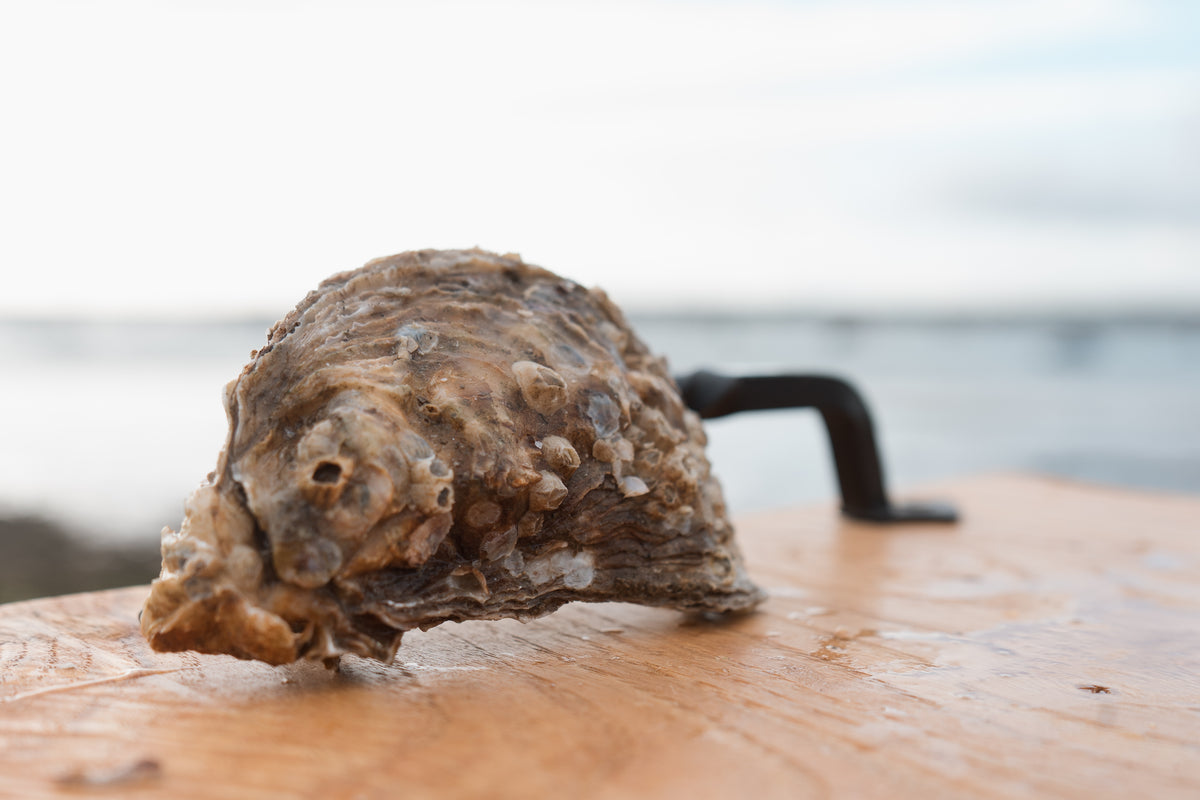 Medium oyster. 