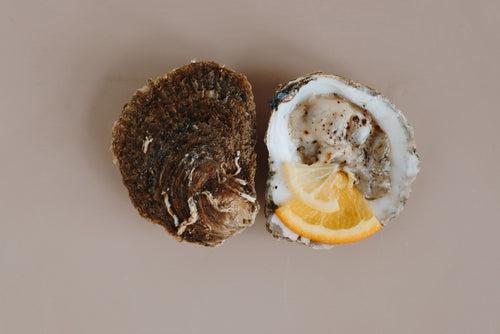 Medium Native Oyster