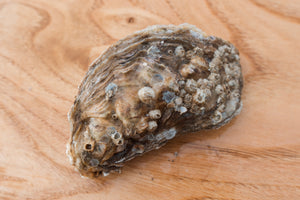 1 medium rock oyster