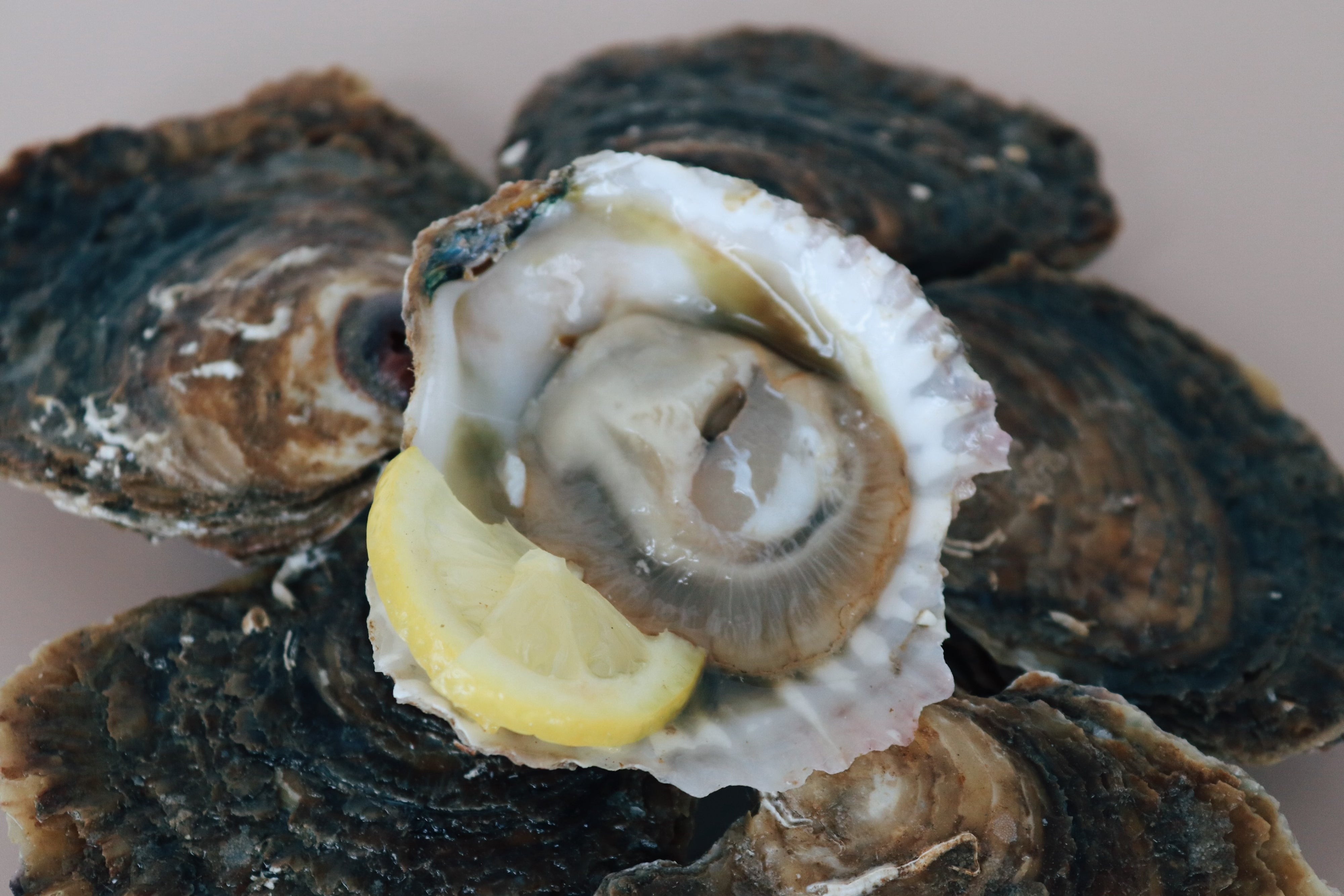 Half a dozen native oysters. 1 shucked native oyster. Sold at Borough Market, London 