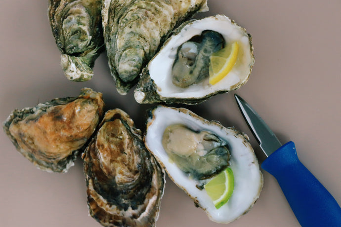 Shucking knife with 3 Mersea and 3 Jersey rock oysters 