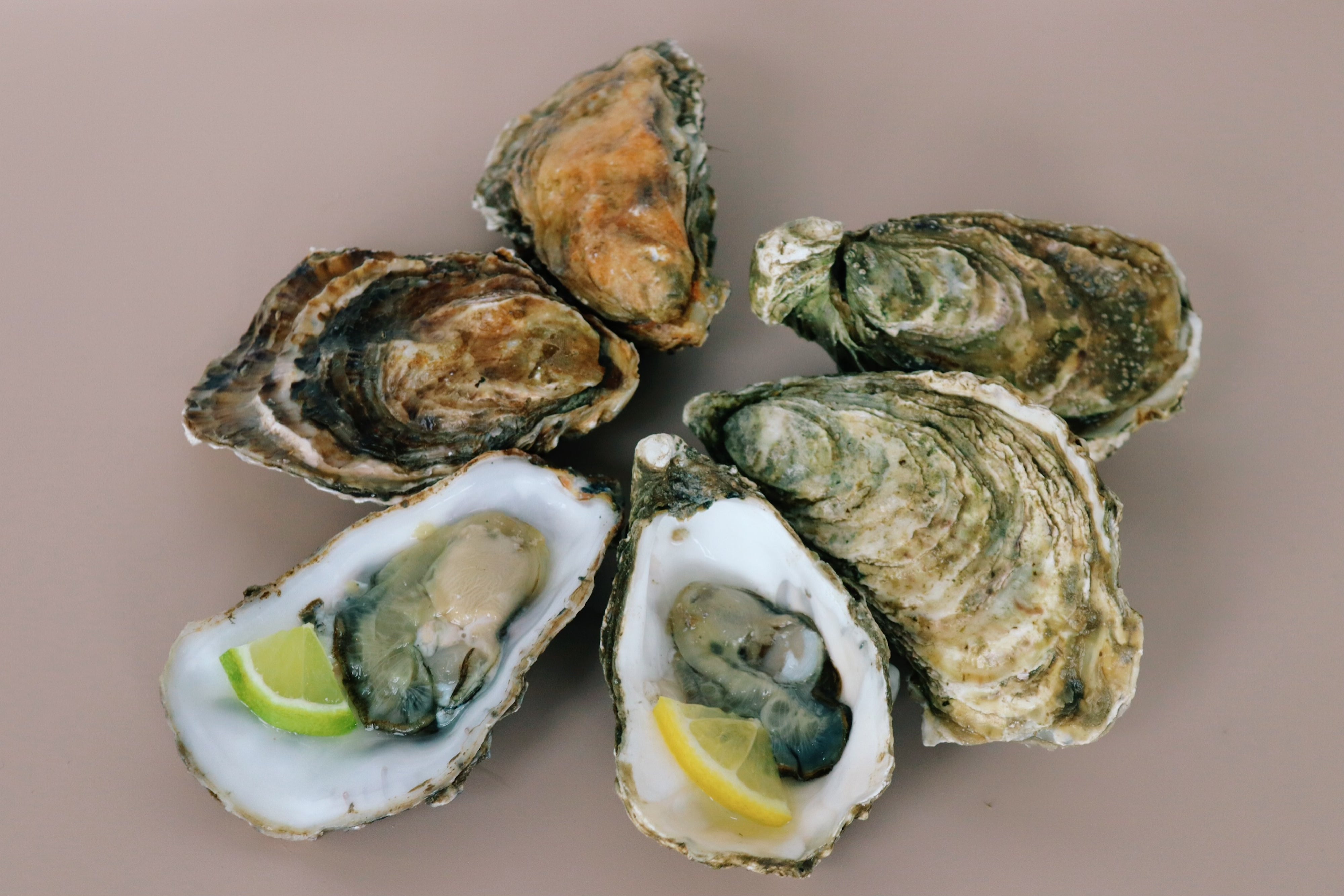 Open Mersea and Jersey oysters on a beige background with lemon wedges inside