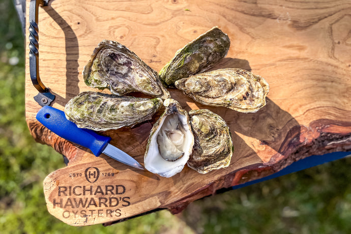 6 Jersey Rock Oysters + a shucking knife