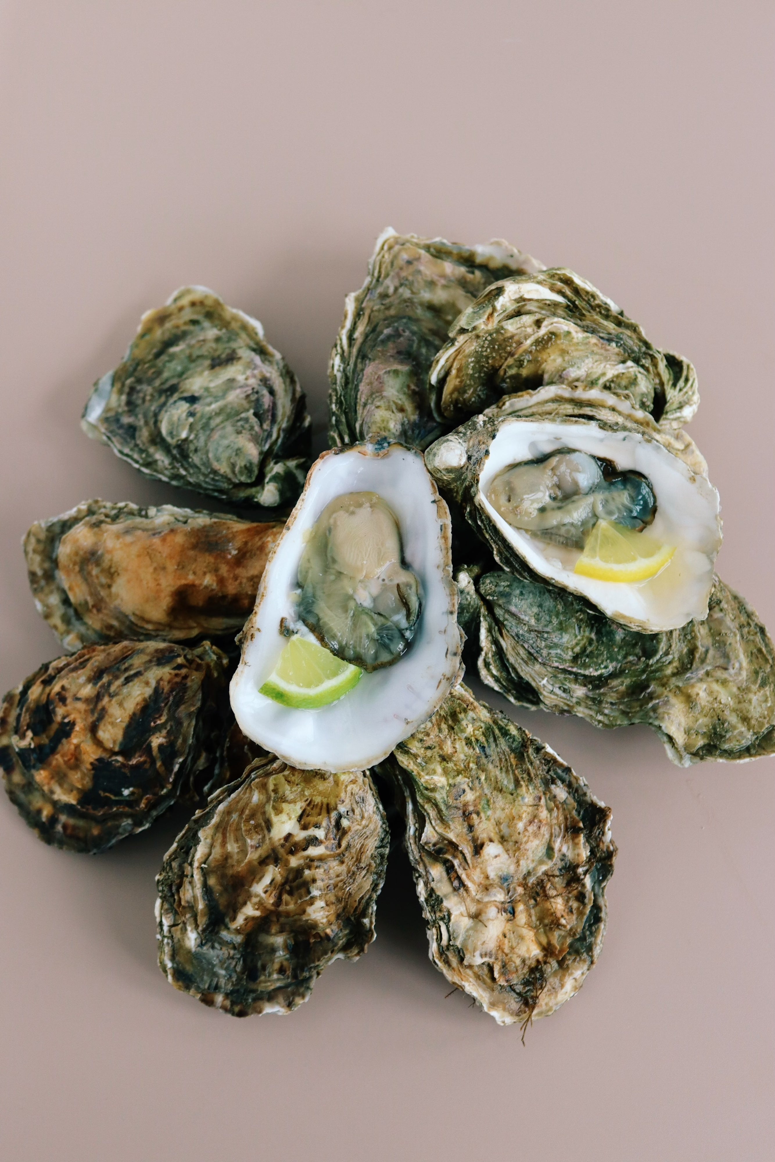 Oysters on a pink background. Mersea rock oysters. Jersey rock oysters 