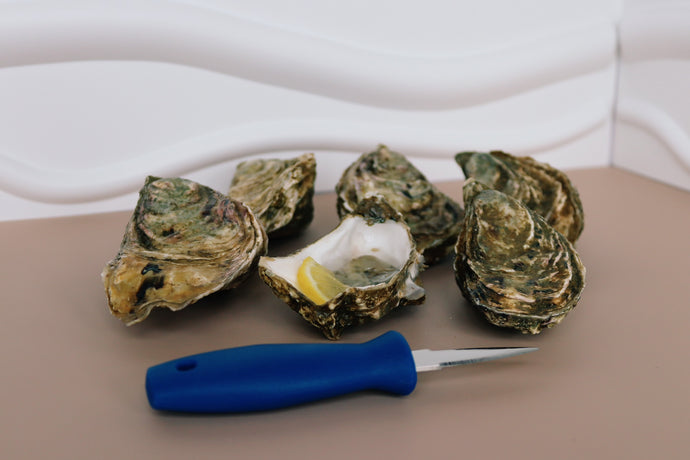 6 Jersey rock oysters. Square handled shucking knife. Jersey. 