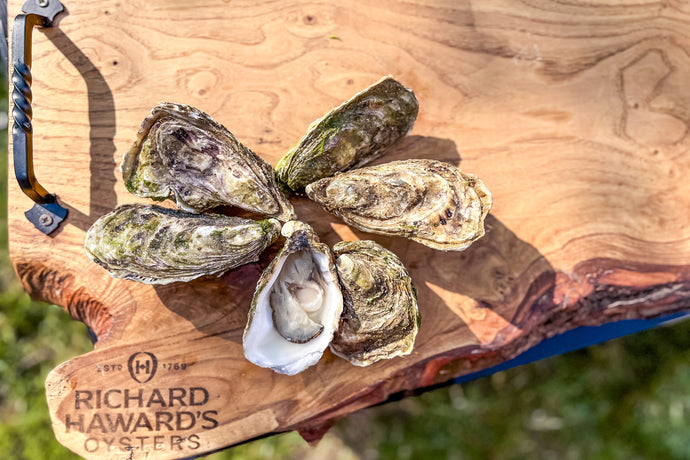 Jersey rock oysters. Jersey oysters 