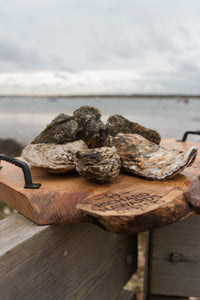 Large rock oysters. Mersea oysters. Mersea Island 