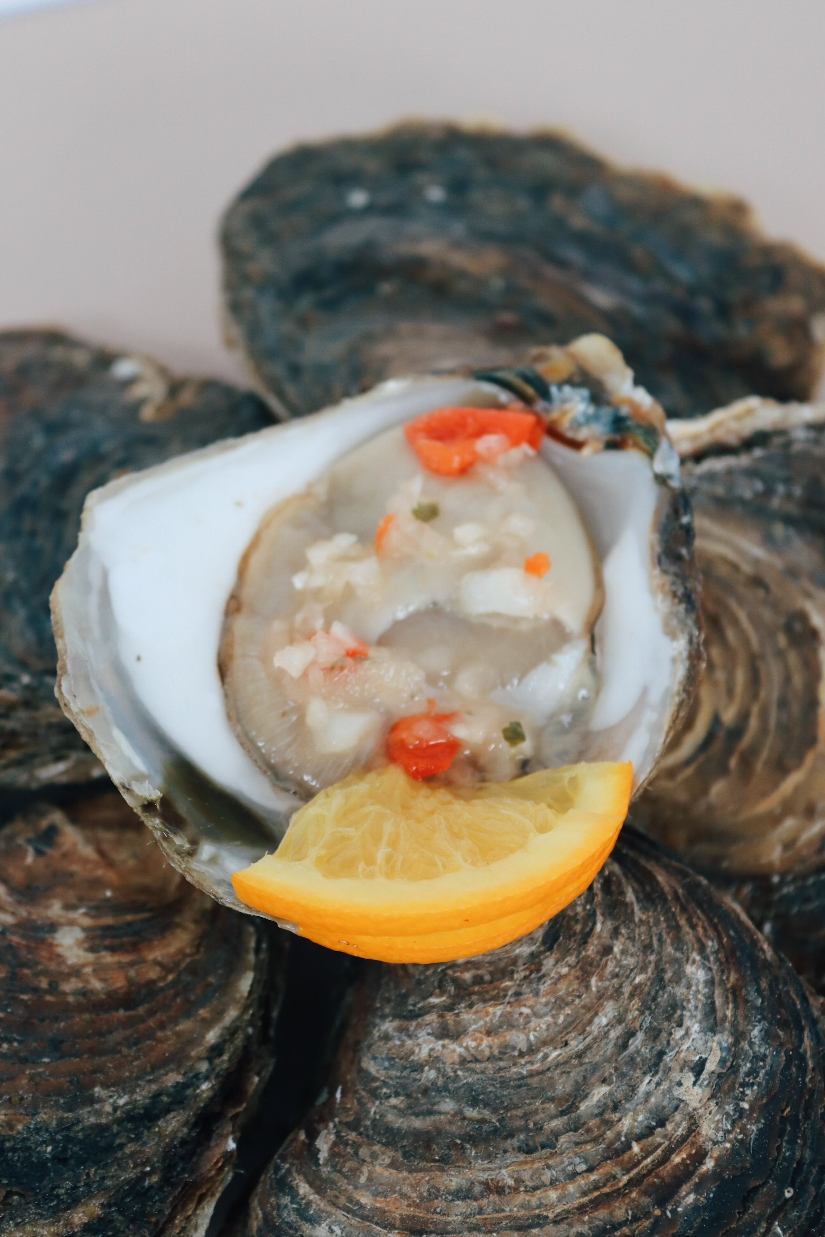 Close up of a large native oyster