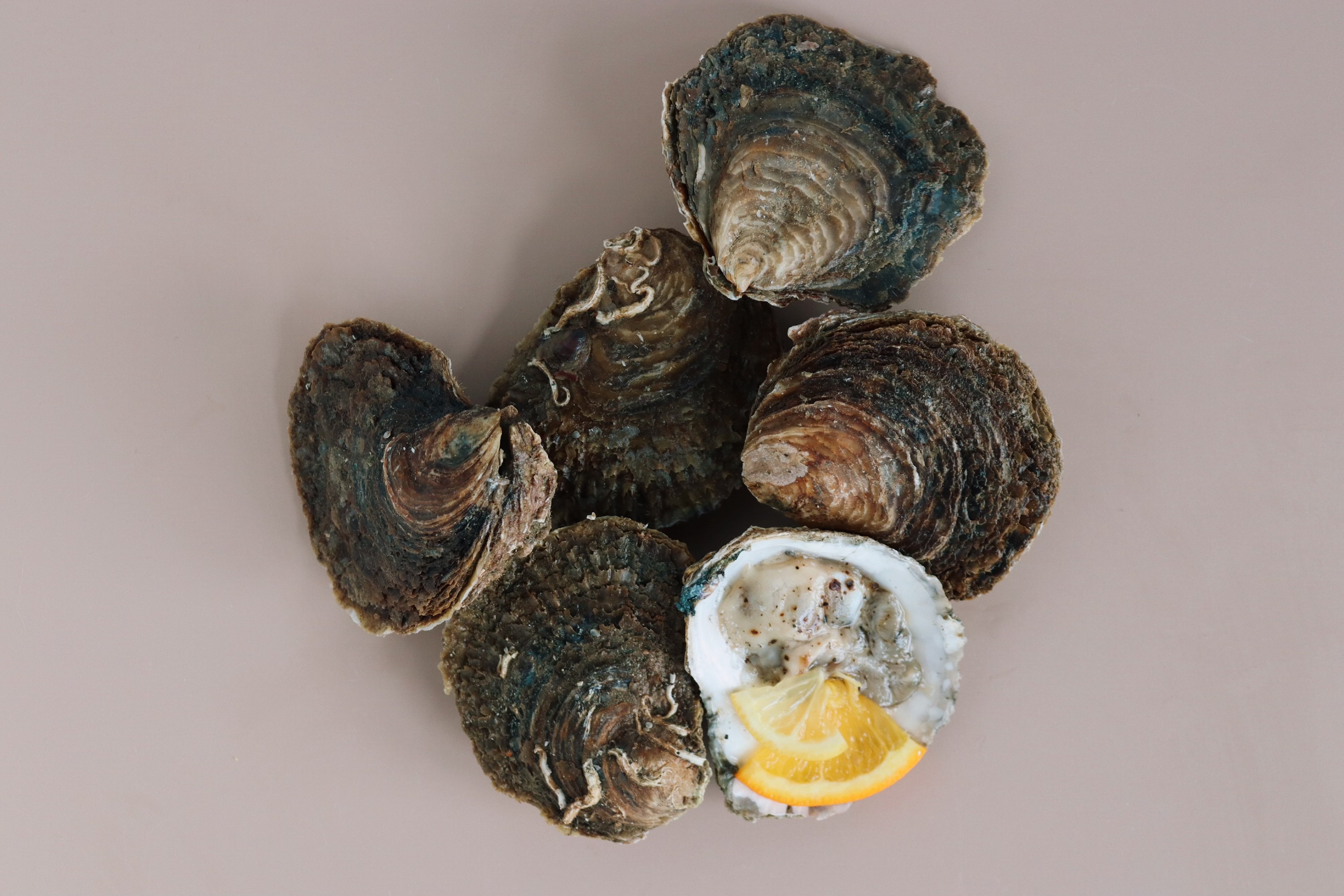 Mersea native oysters. Oysters on a pink background with one oyster open to reveal its interior.