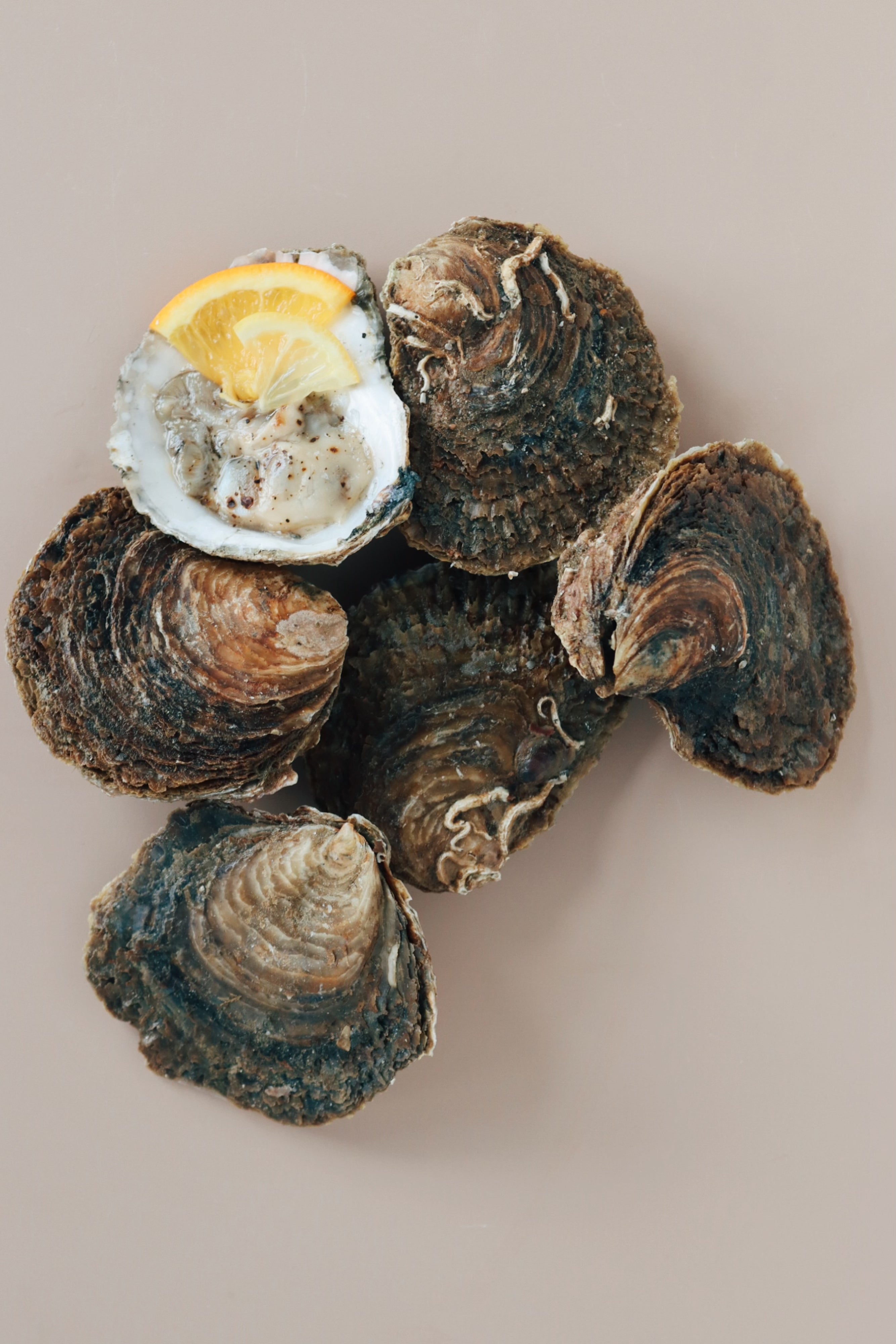 Half a dozen medium native oysters. Oyster farm on Mersea Island. Buy oysters at Borough Market. 
