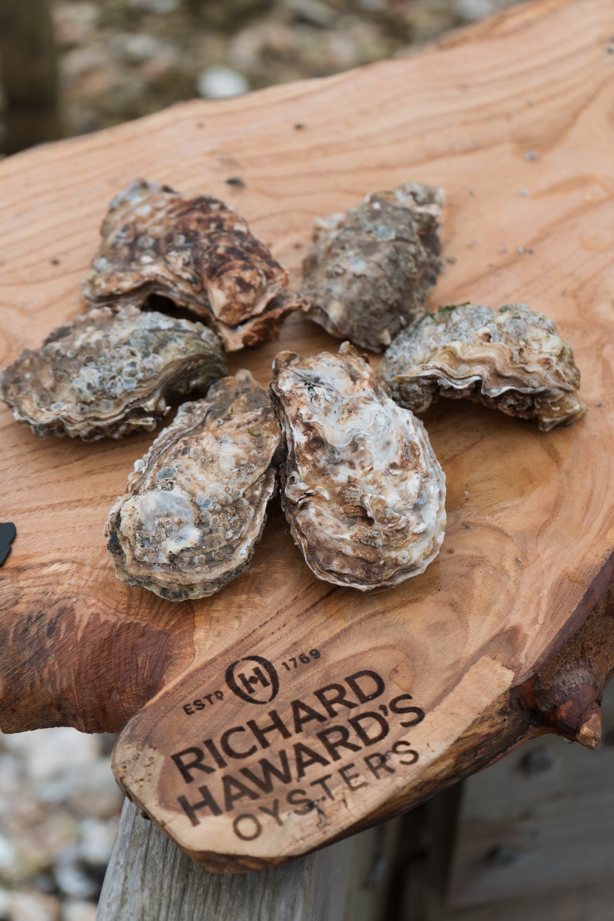 6 medium oysters. Mersea Oysters. 