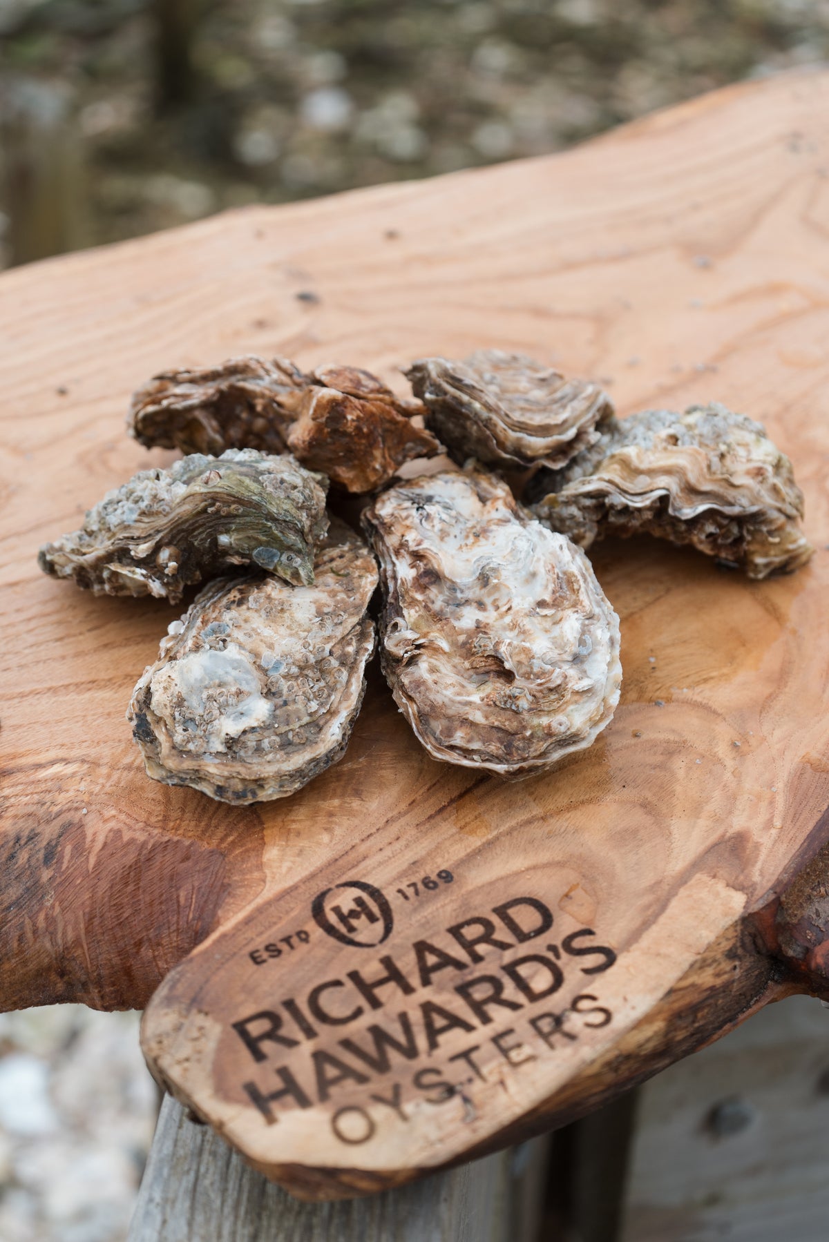 Mersea rock oysters. 