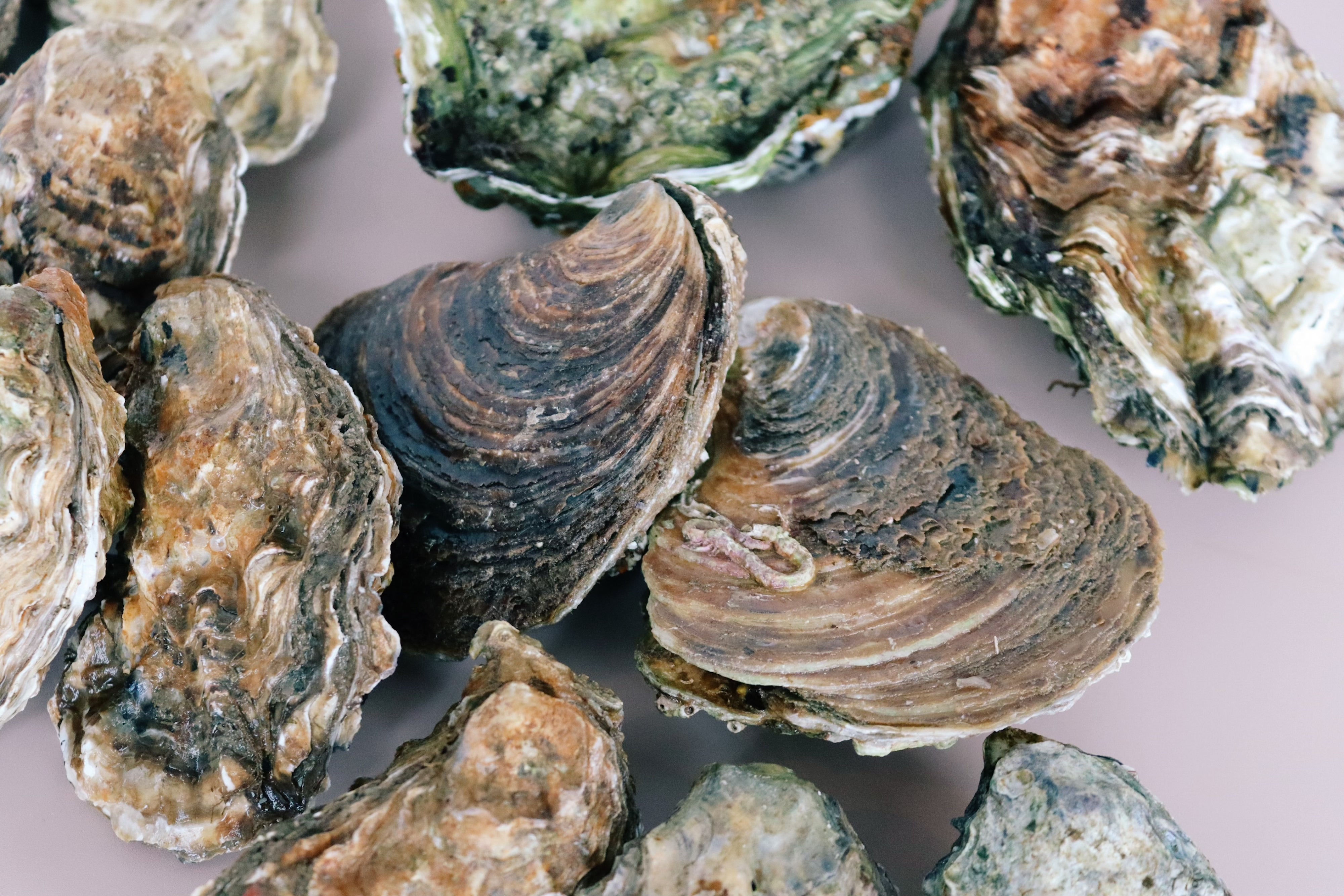 Native oysters grown in the creeks of Mersea Island and the River Blackwater. 