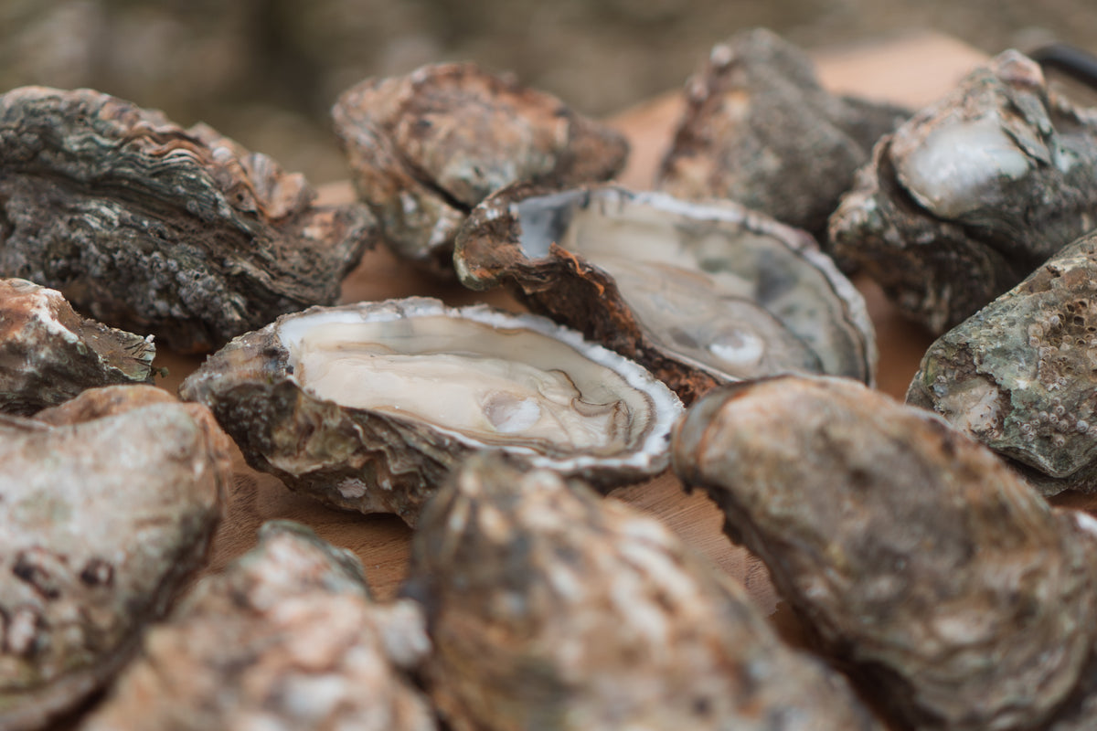 Giant oysters. 