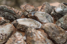 Load image into Gallery viewer, Giant oysters. 
