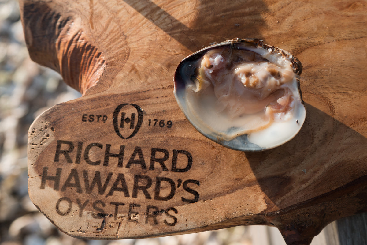 Medium clam. Mersea clams. 