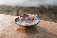 Load image into Gallery viewer, Clam from Mersea island 
