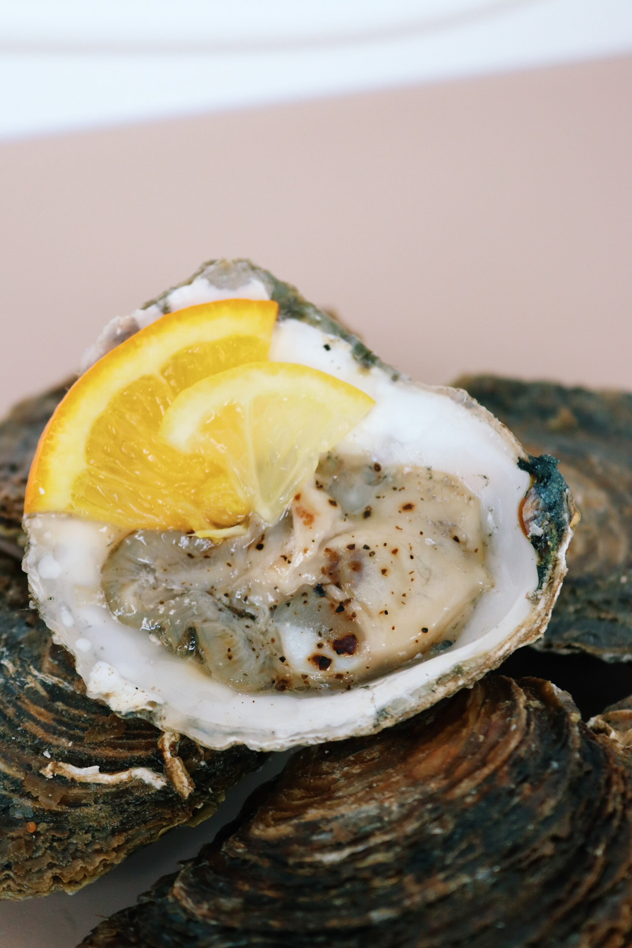 Shucked medium native oyster with lemon and pepper. Mail order oysters. 