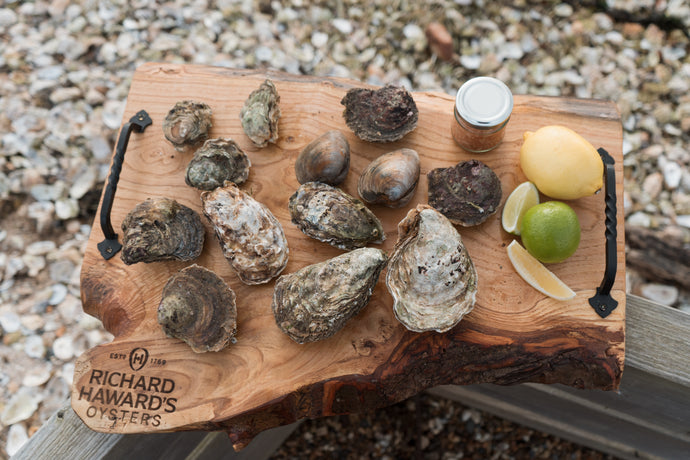 Native oysters. Mersea Island. Essex. 