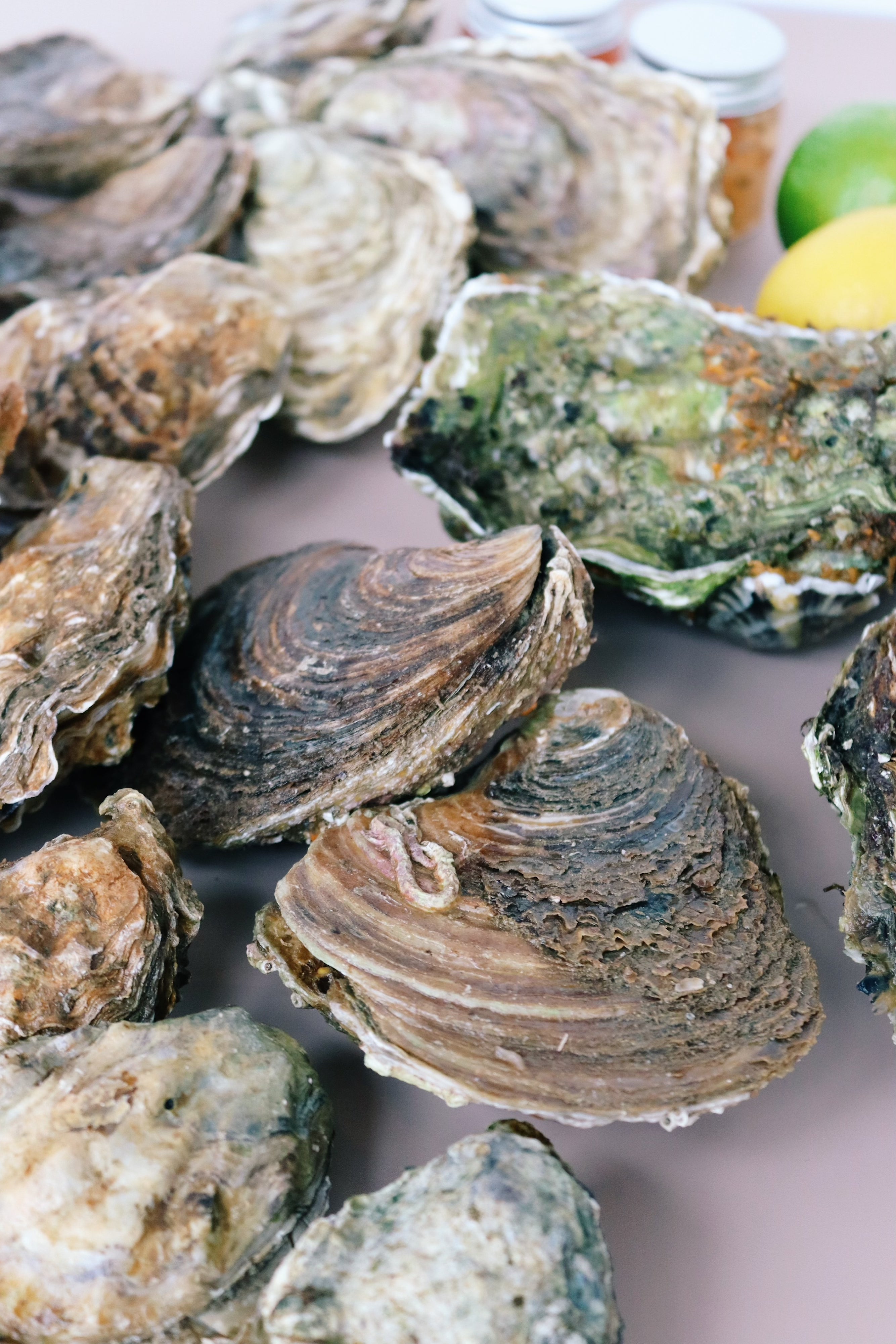 Close up photo of native oysters. 