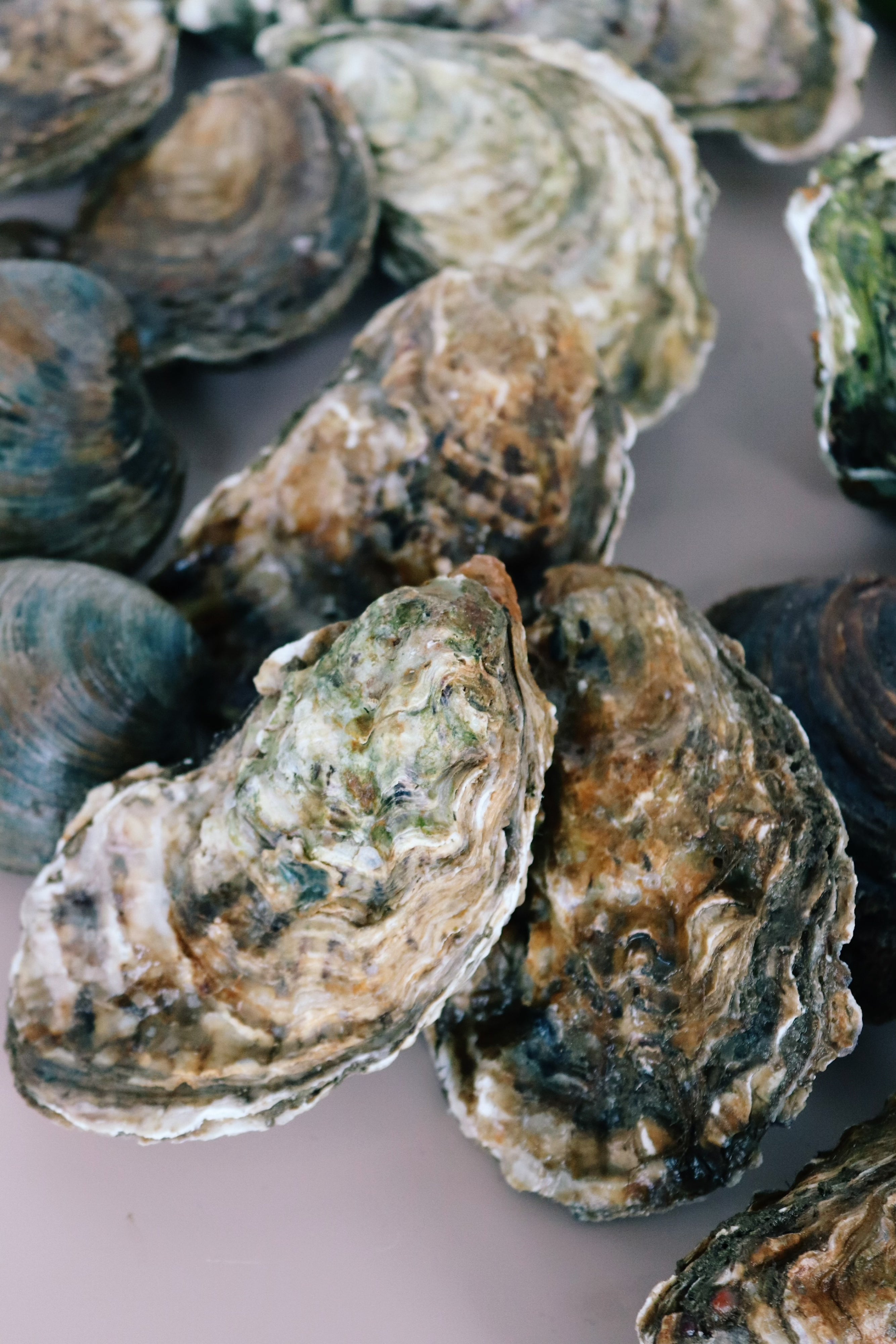 Close-up of oysters on a light background. Mersea oysters. Richard Haward's Oysters. 