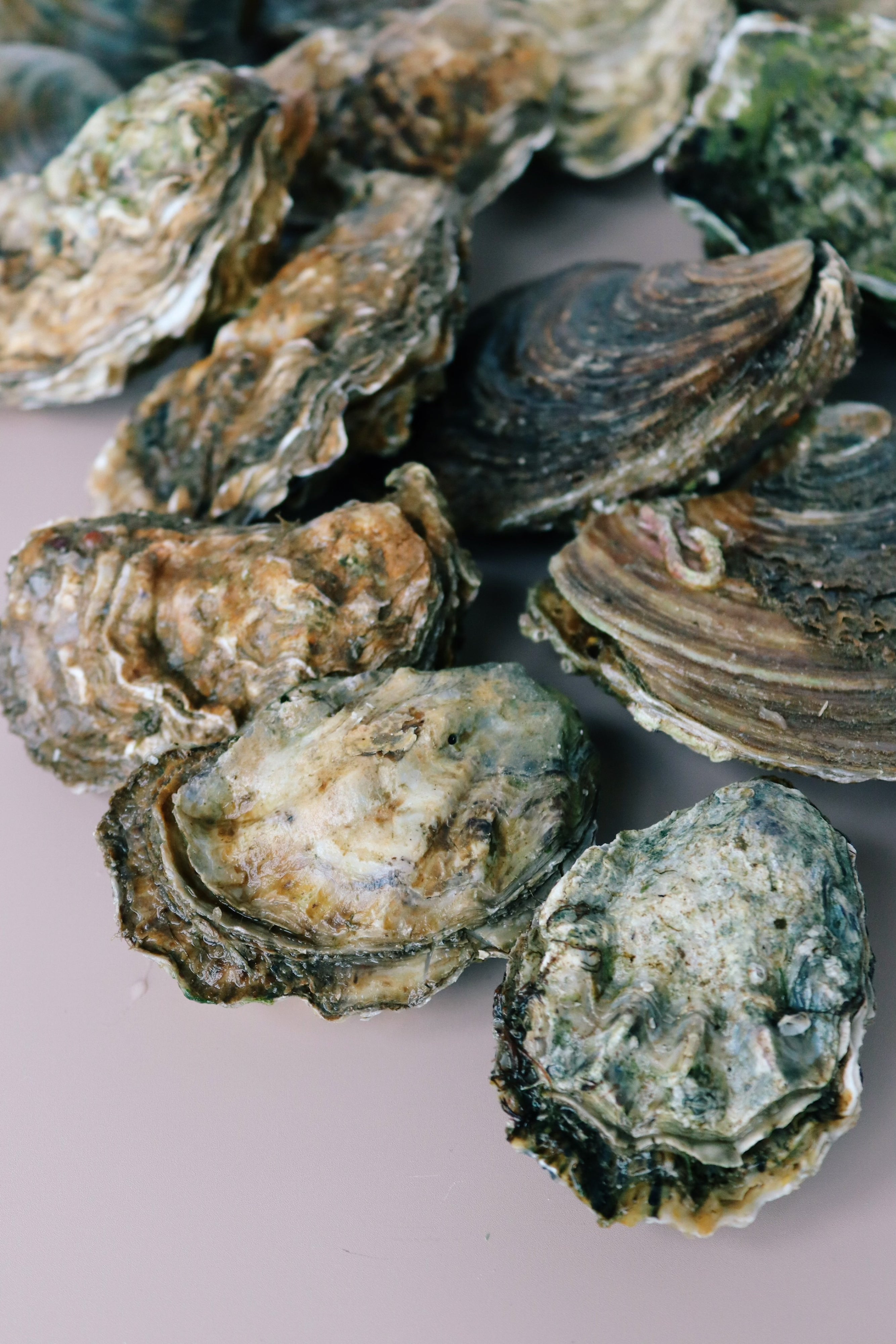 Medium rock oysters and medium native oysters. 