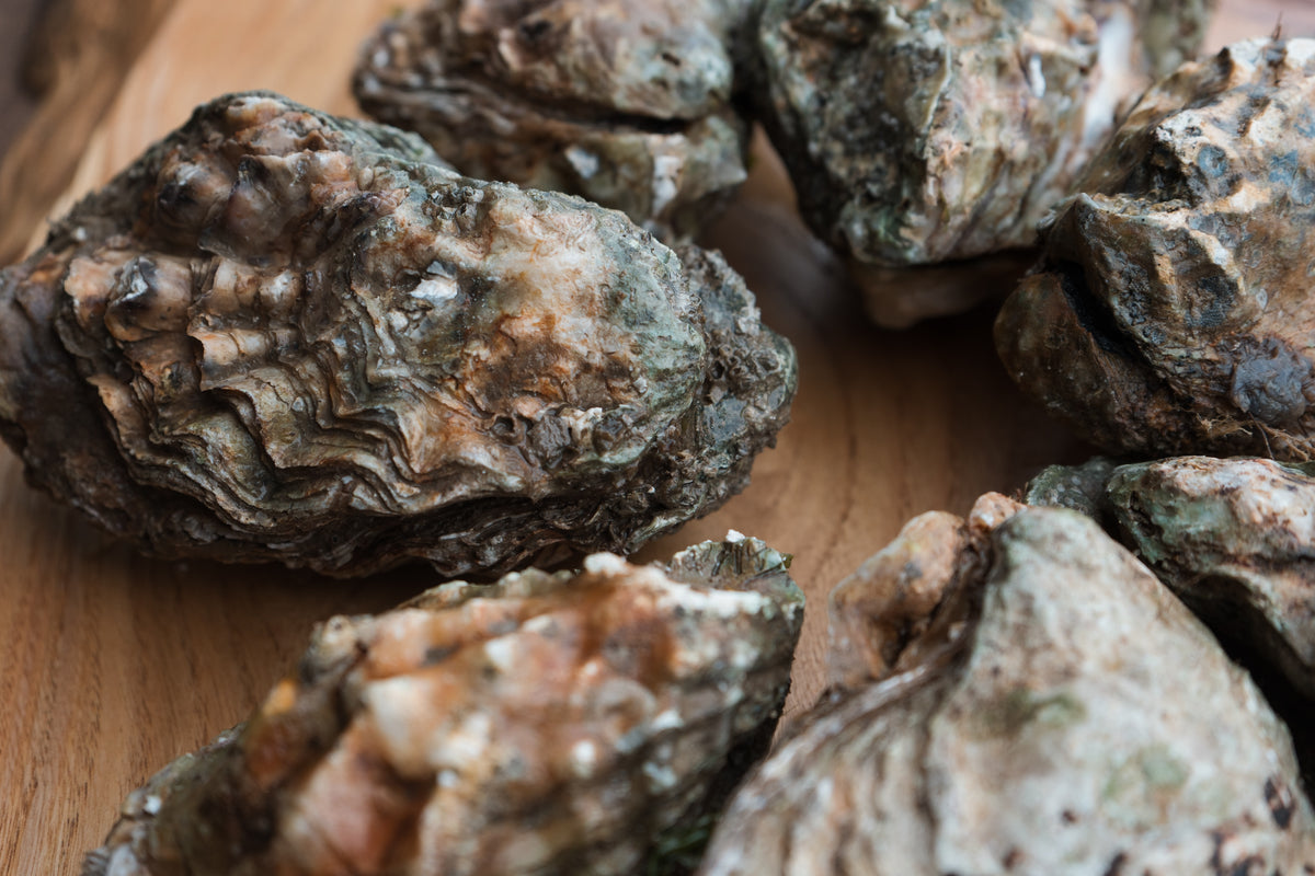 XL oysters. 