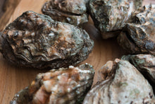 Load image into Gallery viewer, XL oysters. 