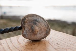 Large clam. Large cherrystone clam. 