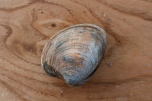 Load image into Gallery viewer, Clams. Borough Market seafood. 