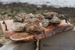 Large rock oysters. 